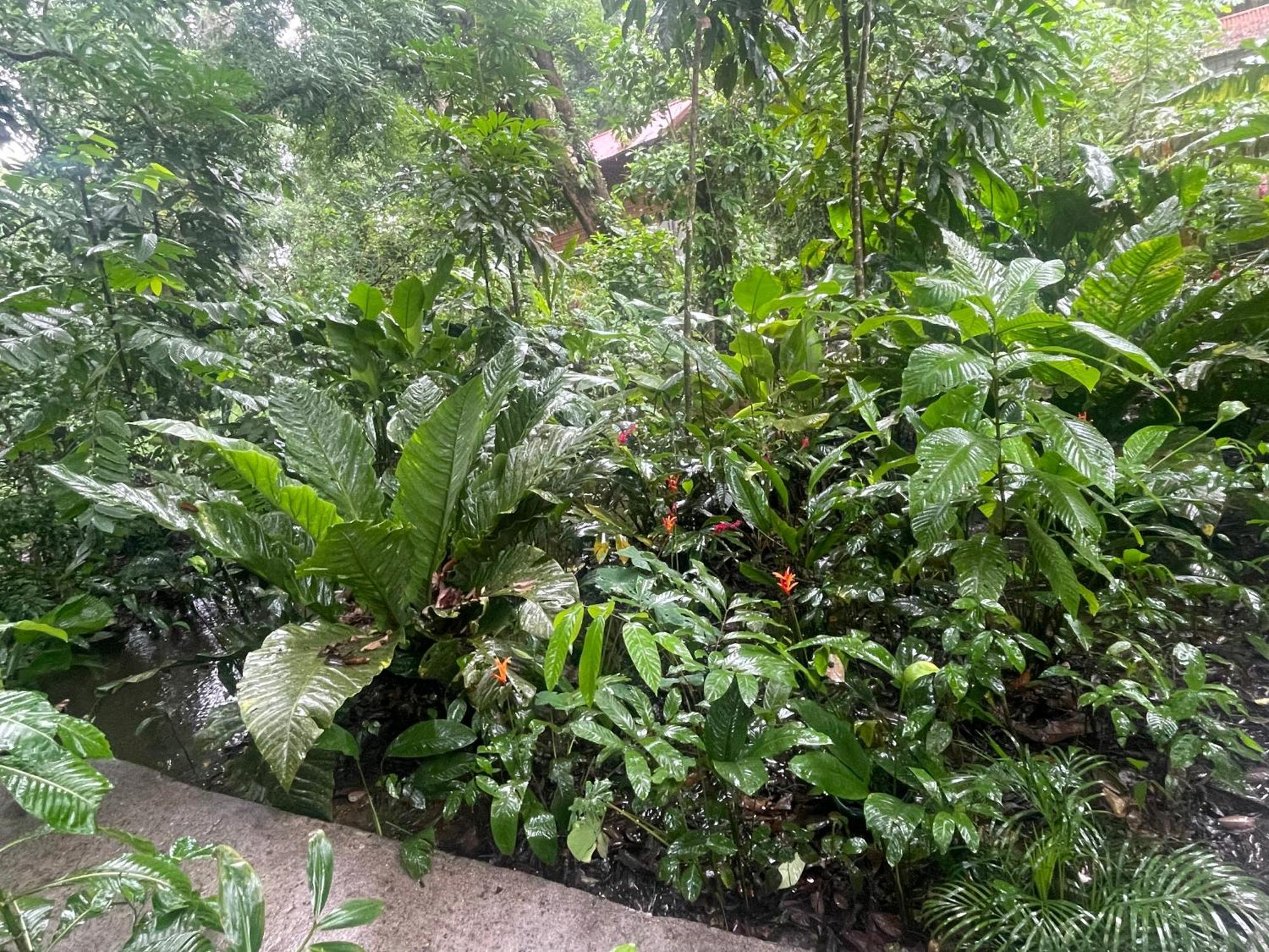 Villa Casa Jaguar Tortuguero Extérieur photo